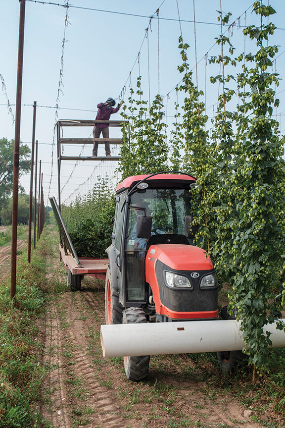 PHOTOS: A look at operations at Mungo's hop farm